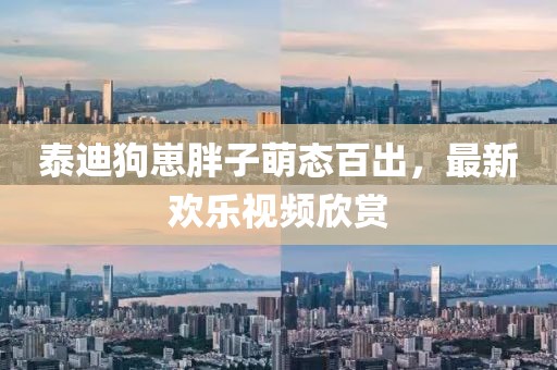 泰迪狗崽胖子萌态百出，最新欢乐视频欣赏