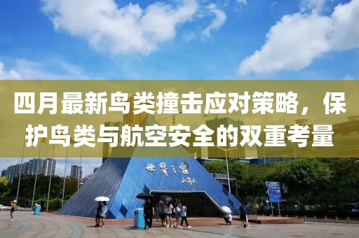 四月最新鸟类撞击应对策略，保护鸟类与航空安全的双重考量