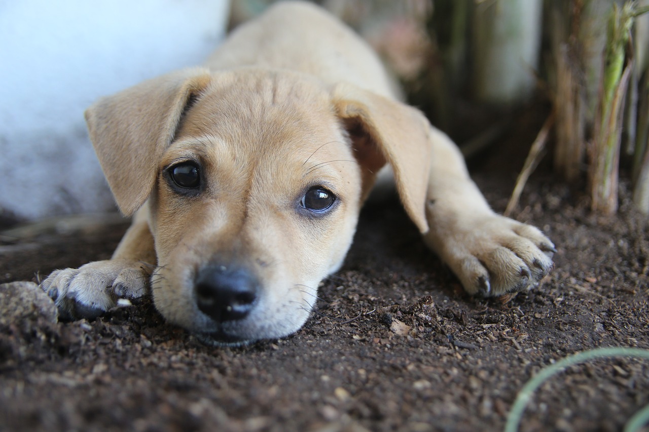 创新狂犬病疫苗研发引领未来抗击狂犬病之战的最新消息