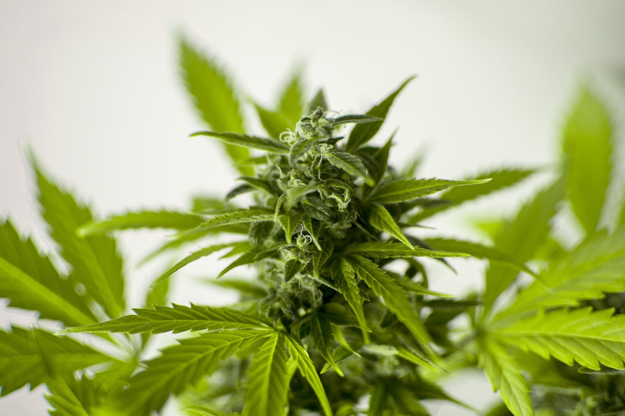 澳彩资料免费长期公开凤凰网,科学解析与阐释_绿色环保款BY17.47.29