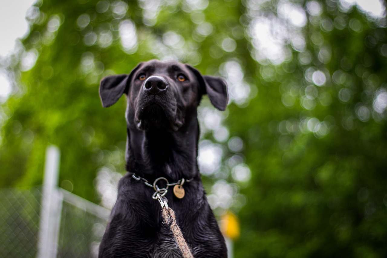 贵阳最新下司犬出售，家庭守护的最佳伴侣