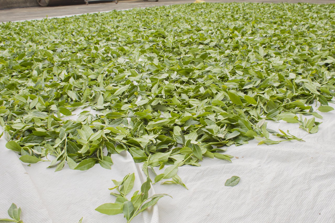 茶园招聘信息更新，茶叶产业繁荣与机遇的探索