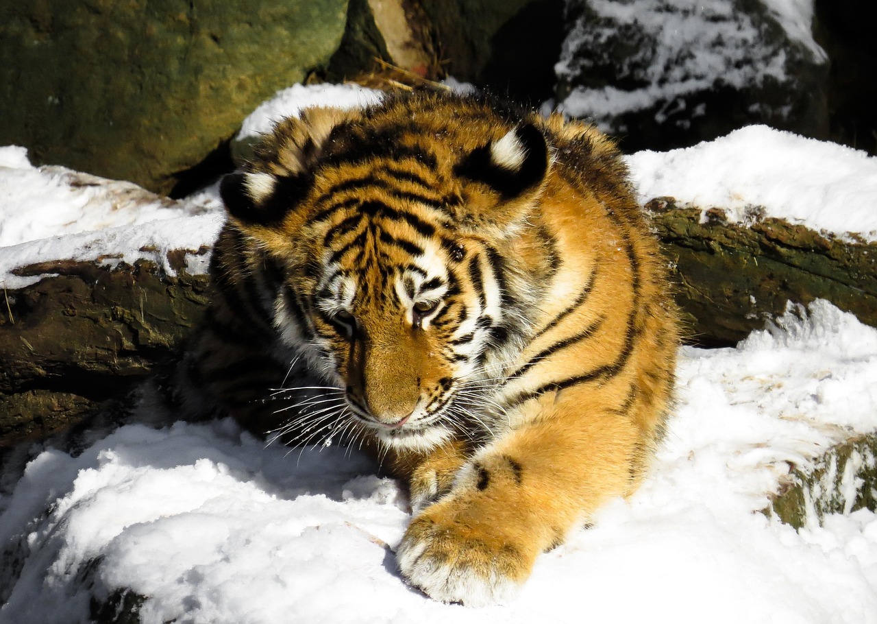 2024年澳门特马今晚号码：本期推荐虎、猴、鸡、龙