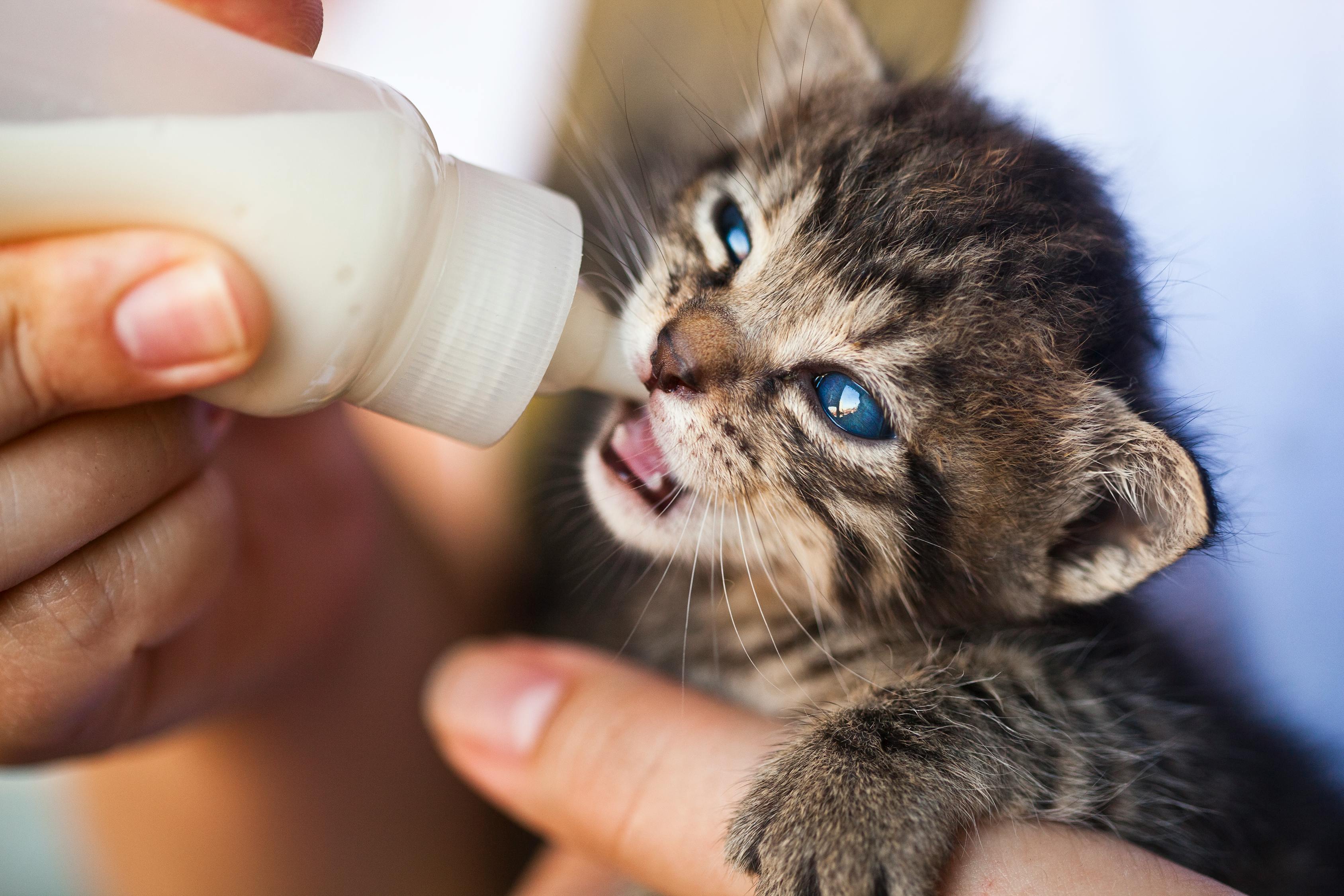 掌上猫咪最新版本，科技宠物的新时代体验